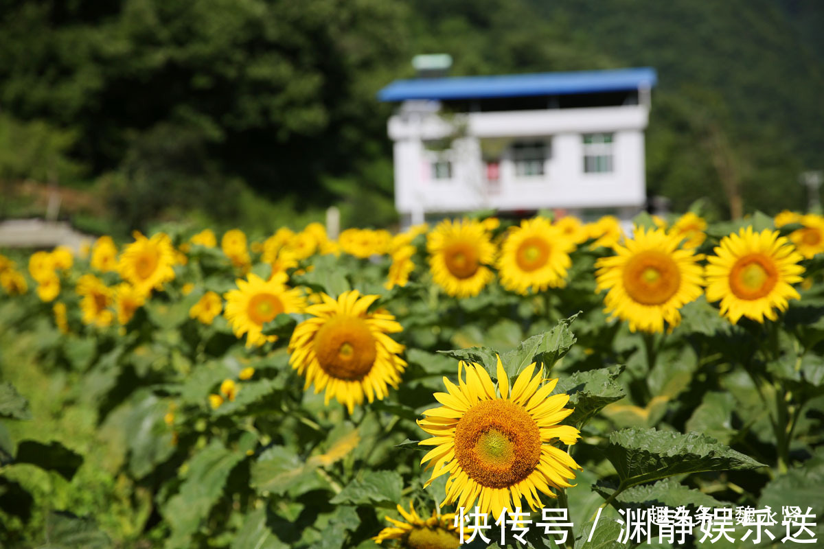 油葵|隐世小山村向日葵花盛开引来游客，高颜值经济让村民脱贫致富