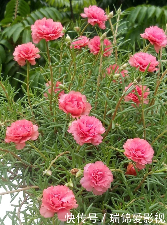 死不了的花,枝条沾土就活,从4月开到12月!