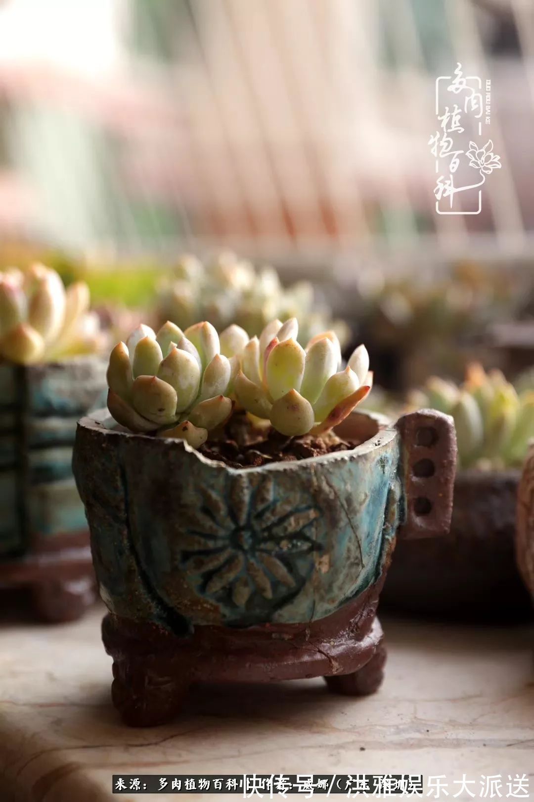 橙梦露|笼子里露养的多肉,越养越美!有多肉的日子伴着小确幸!