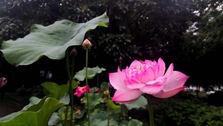 莲蓬|西湖的荷花精灵们都探出了头，杭州人最惦记的莲蓬荷叶啥时上线也有消息了