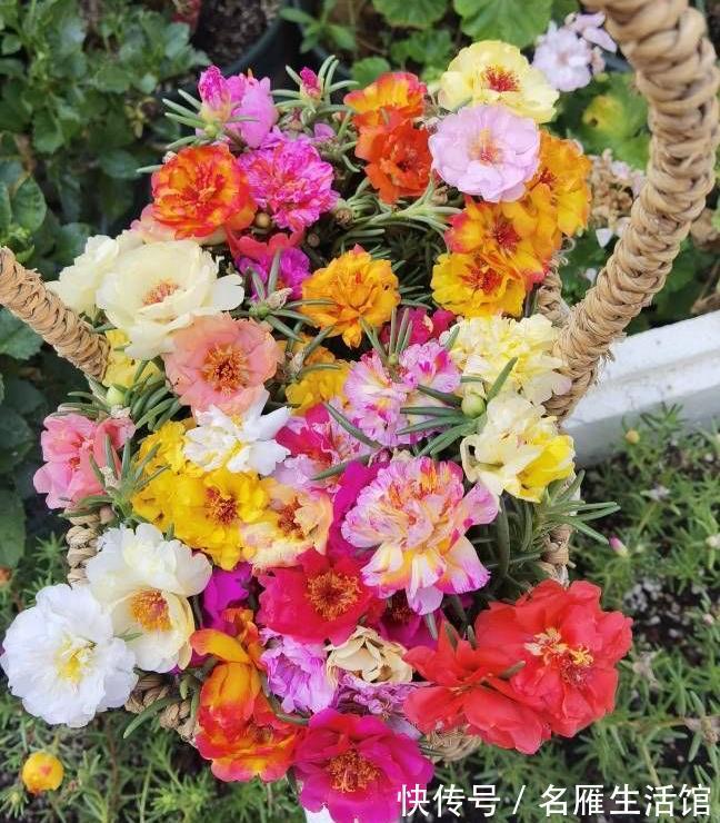 单瓣|重瓣太阳花怎么养?记住这3点,花朵多花量大,又大又鲜艳