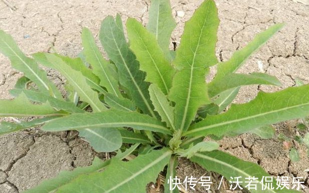 冰草|不管男女过了四十多吃6种野菜,能够补充身体营养,帮助增强体力