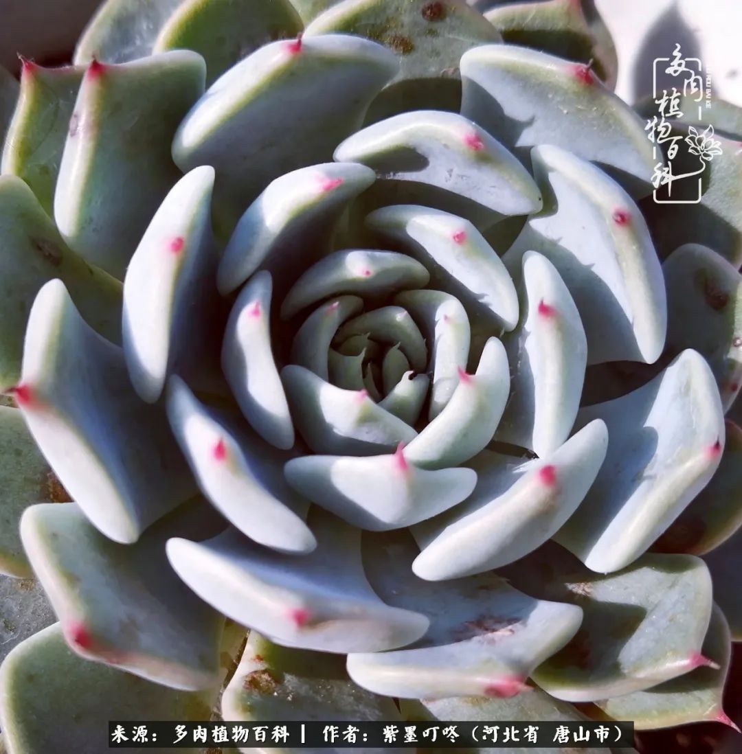 疗愈|从平凡中寻找美感,从噪杂中寻找宁静——多肉给予我的心灵疗愈!