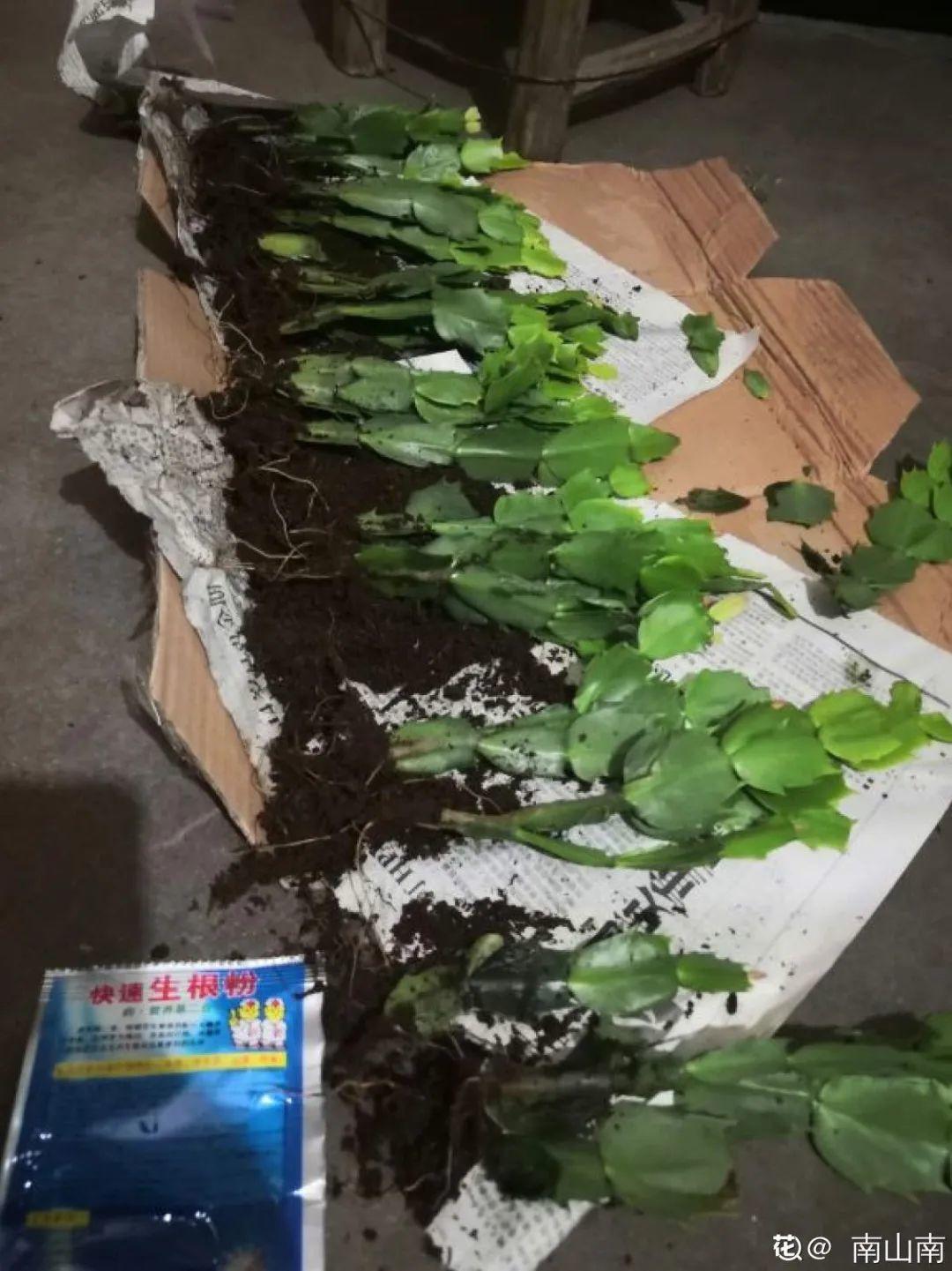 蟹爪兰|长寿花换盆,切忌越换越大,一直用小盆养才好!