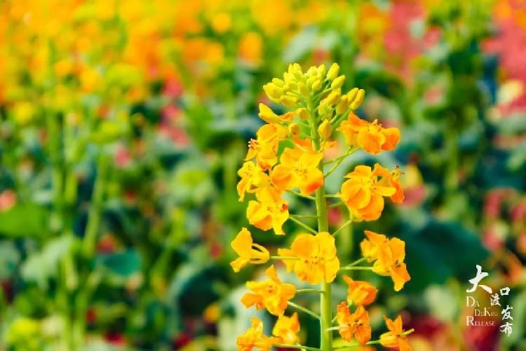 迎春花|春暖牛栏坝,花开金鳌山!五彩油菜花你见过吗?