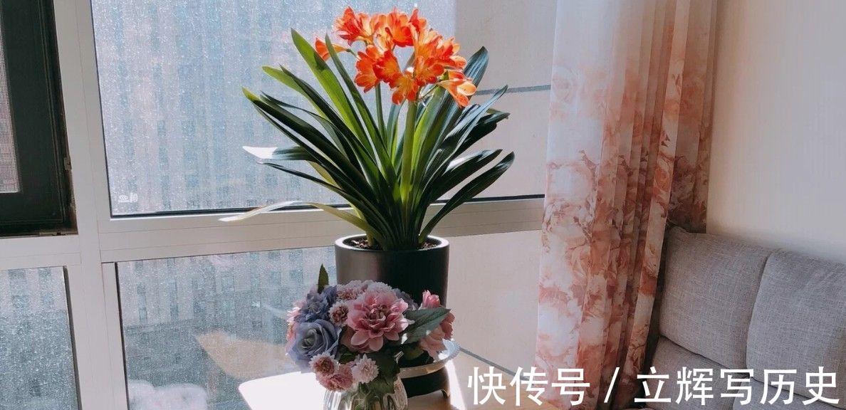 16种花被誉为冬日里的“开花机器”,喜欢就可以养起来,又美又香