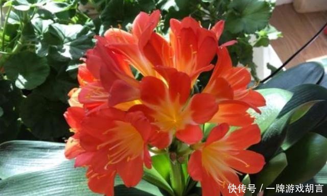 讲究|养君子兰有“讲究”,教你几个小技巧,呼呼长叶,棵棵开花