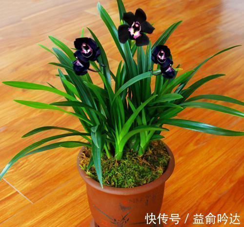 神秘兰花“黑雪姬”,香味扑鼻,养护简单,百看不厌、百赏不倦