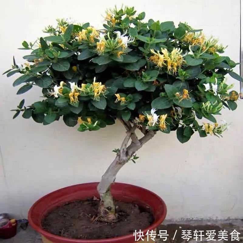 老中医最喜欢的五种花,家里养一盆,越养身体越健康,你家养了吗