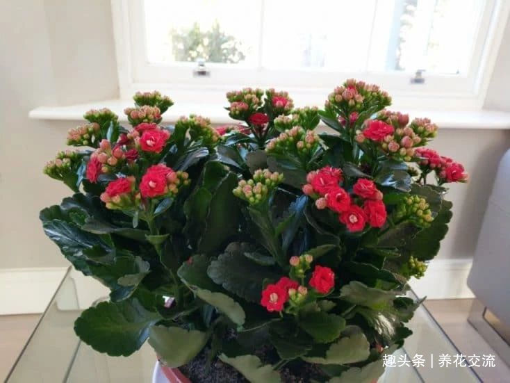 缓释肥|室内盆栽长寿花开花指南，光照比肥料还重要，想要复花要学会修剪
