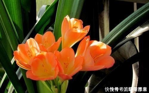 盆底|君子兰要怎么浇水注意“1点”,叶片多,长得旺,开花开疯了!