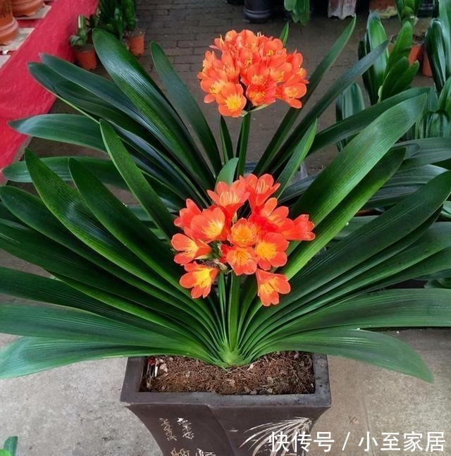 君子兰|“烂土”养君子兰?3种“废物”烫一烫,好营养,养花一级棒