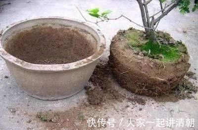 发酵|盆土铁如锤浇这“2种水”,一浇就疏松,5年不用施肥换盆了