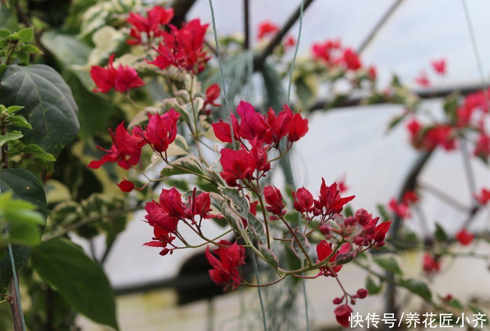 三角梅|如果三角梅变成光杆，4个原因会引起落叶，遇到用点技巧就能恢复