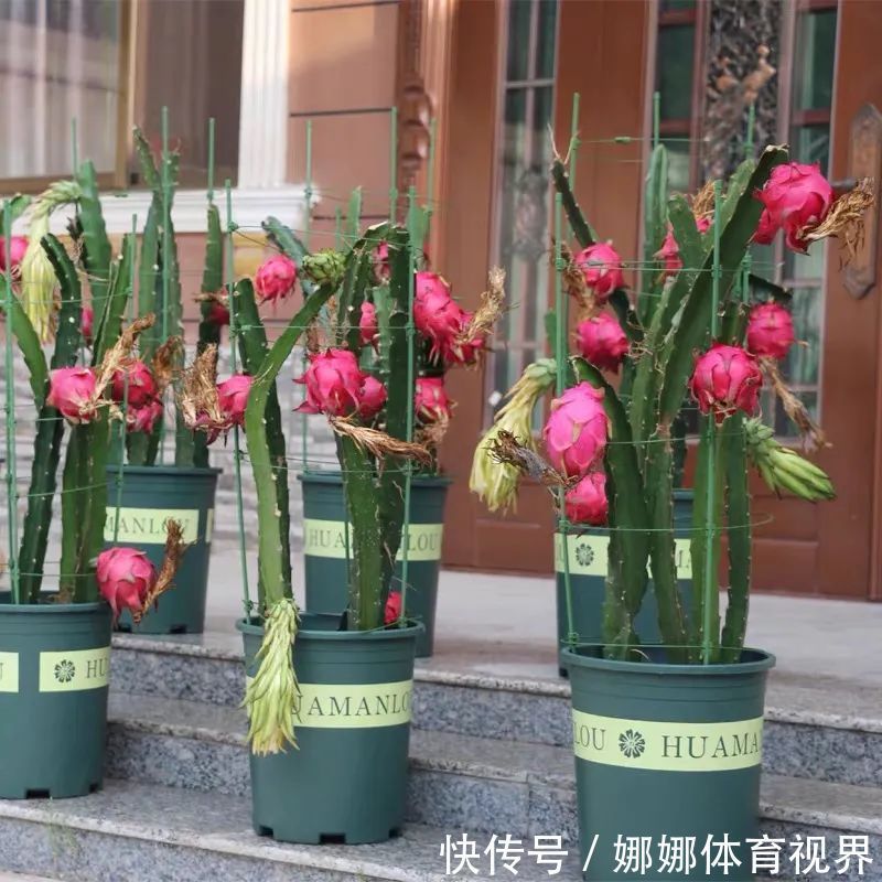 五种水果小盆栽,在家也能种,好看又美味,果实甜如蜜!
