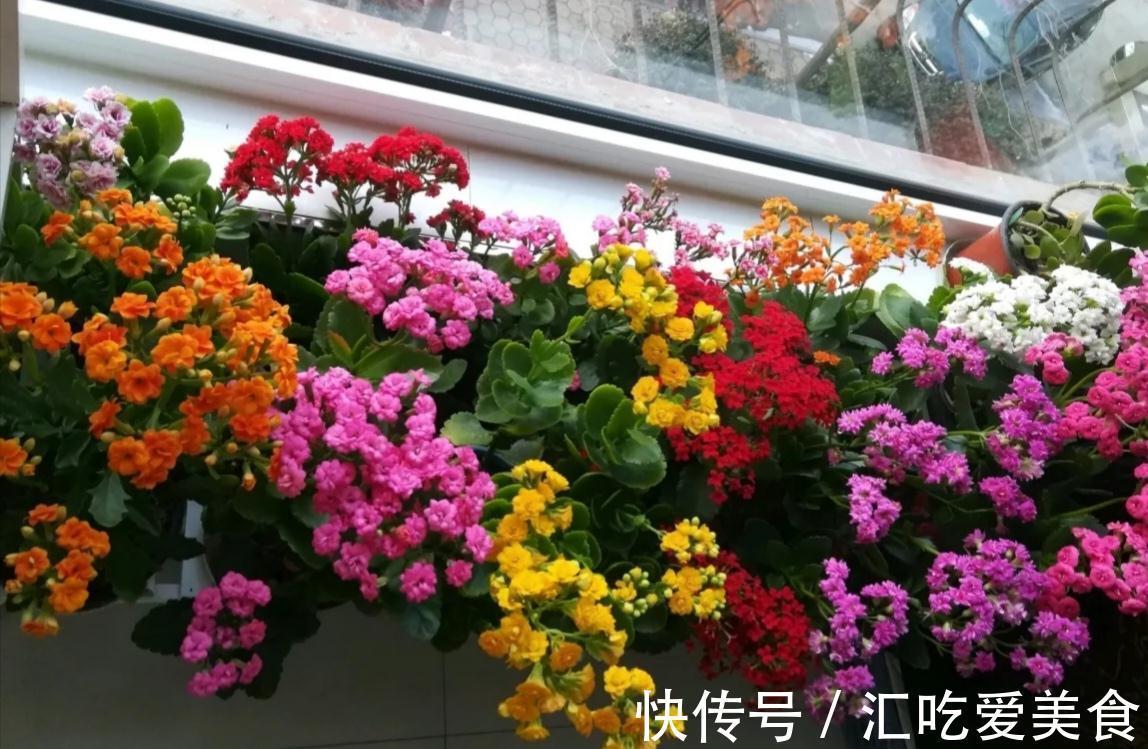 阳台上|长寿花“装菜”不开花？打开3个“小开关”，满满大花苞，开仨月