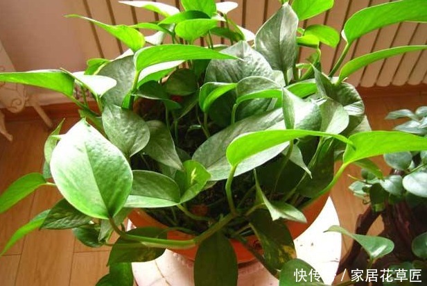 爱之蔓|如果你是一个养花小白,就选3个品种,好看又便宜,死了不可惜