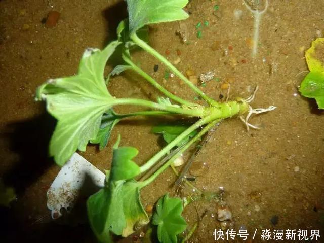 矿泉水瓶|扦插加个小药片,成活率翻番,新手也能做得好!