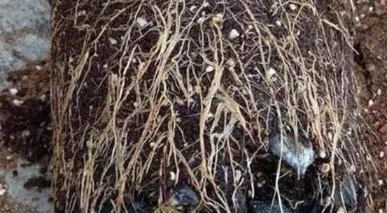 这些“硬”东西埋在花盆里,从不烂根,越养越旺盛