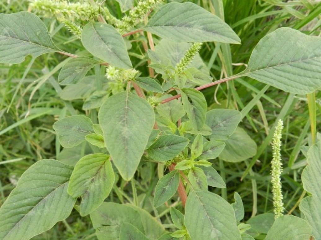 药效|农村常见野草,好吃又好用,药效顶呱呱,被人们称作“仙草”