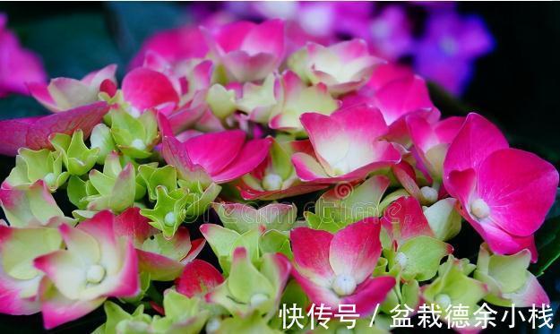 34种常见花草耐冻极限温度,哪些该搬到室内养,一清二楚