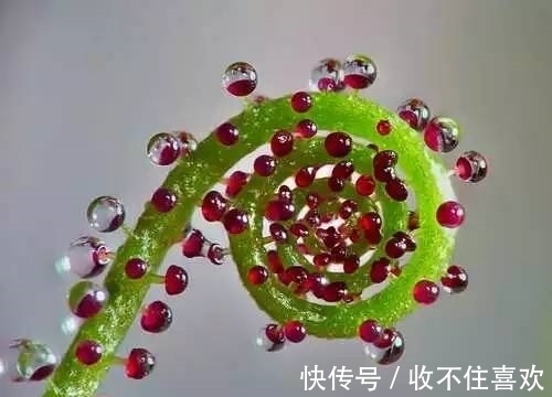 植物|神“造”般的植物奇景,仿佛画作精品,小编已深深着迷!