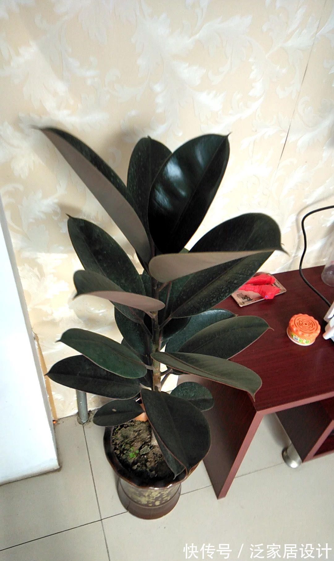 太阳花|8种“漂亮花”,堪称“不死花”,随便养一养,新芽爆满缸