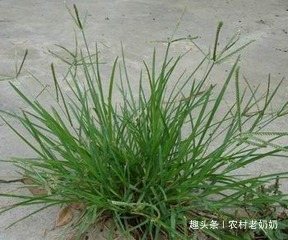 牛筋草|提个醒在路边看到此草,莫忽略了,记得拔回家,现在知道还不晚