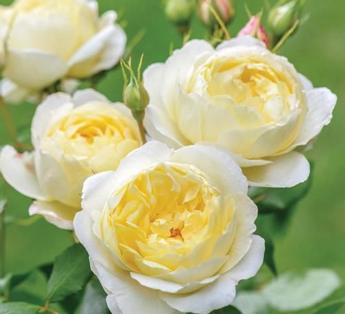  花朵|美艳动人的3款花，种植容易，花期几乎全年，观赏价值高