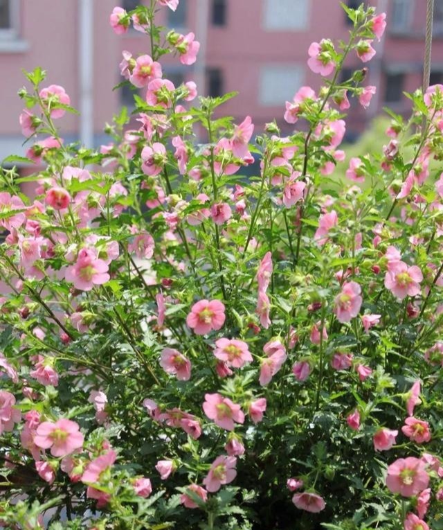 3种枝条泡水里，10天长根，一次开花100朵，水培成活率更高！