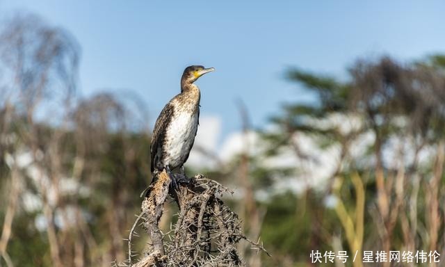 肯尼亚旅游只能去草原？错！还有最美的湖泊