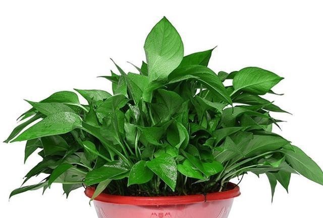 修剪|五种花就要勤修剪,越剪开花越多、越茂盛,要不花量少又难看