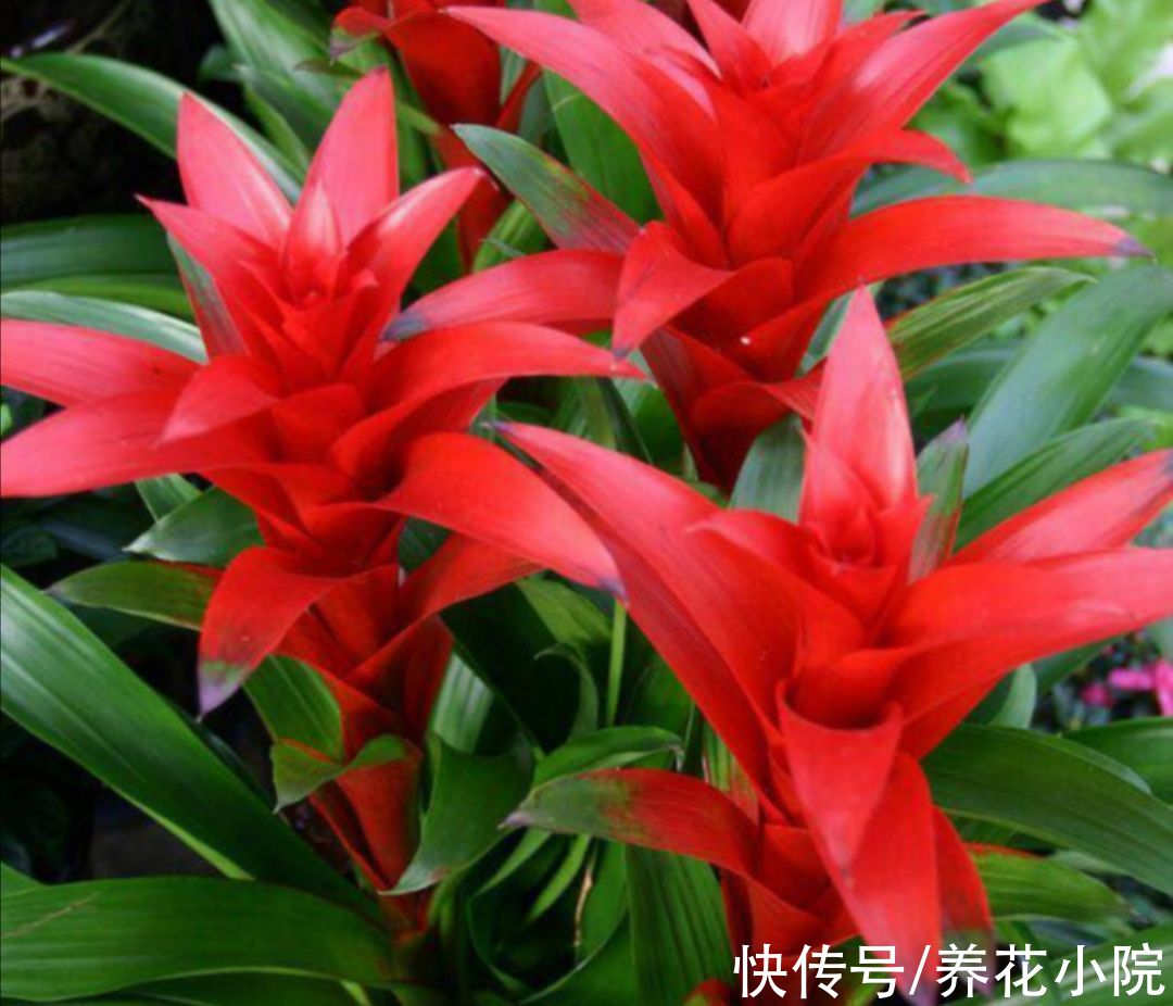 旺财|5种“旺财植物”，养在家里漂亮美观，寓意又好