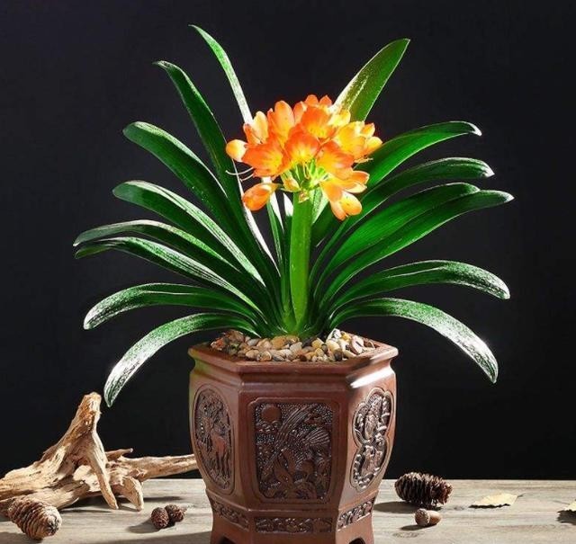 才能|把花种花盆里就像人穿鞋,适当“垫一垫”,才能透气不“捂根”!