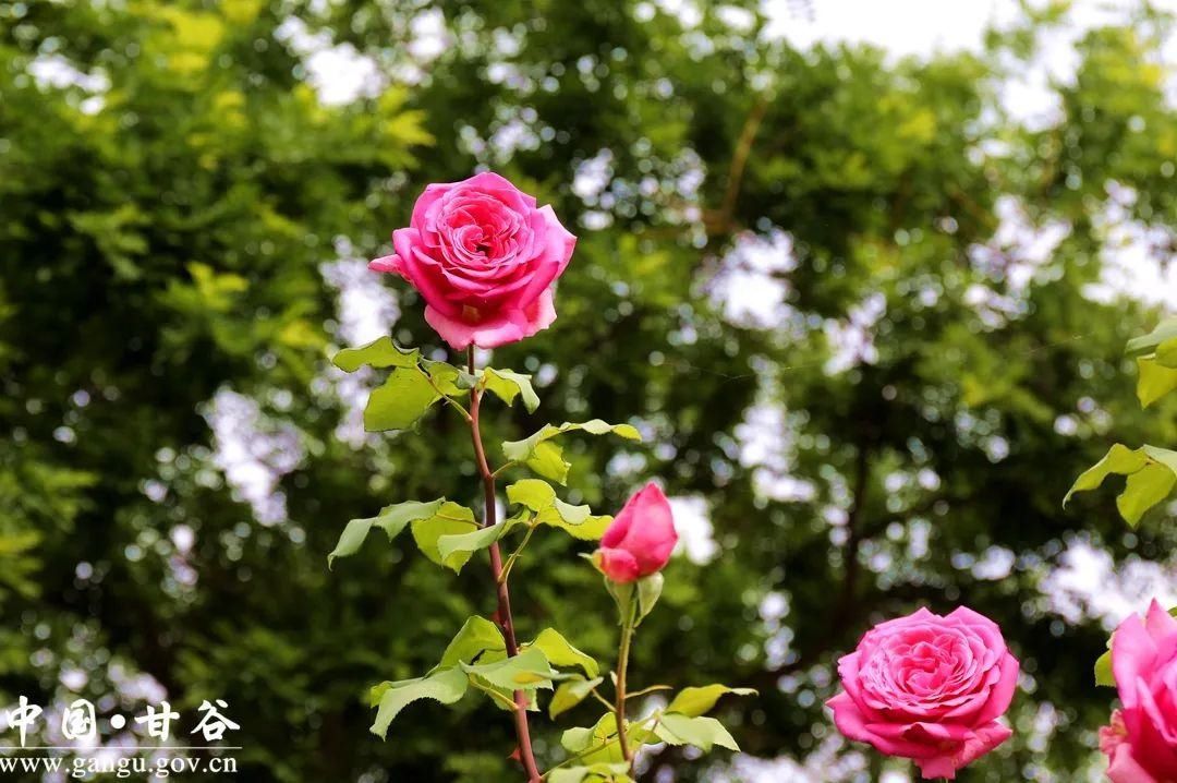 满城|【美丽甘谷】甘谷：月季花开醉满城