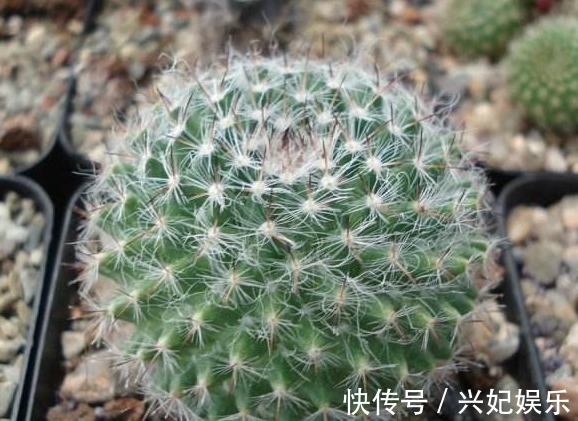 多肉玉翁如何养教你3个养护妙招,花开不断,花朵清新可爱!