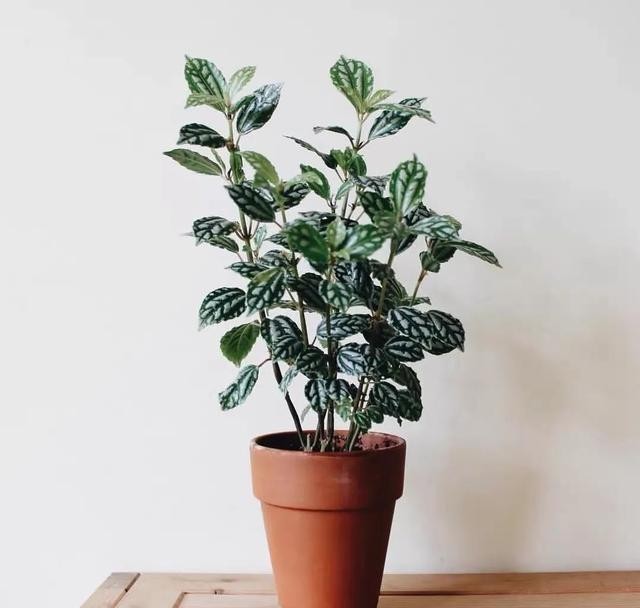 清新|冬天在家养几盆冷水花,清新又文雅,耐阴又好养!