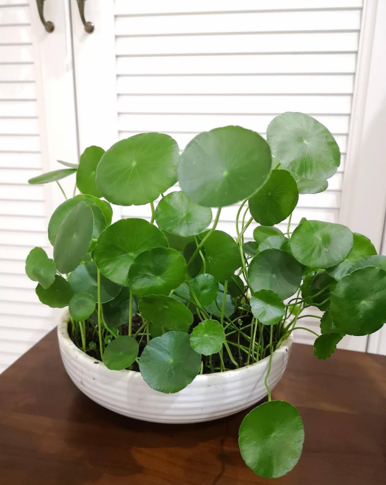 有“一些花”很好养活，给点水就能长，开花长叶很旺盛