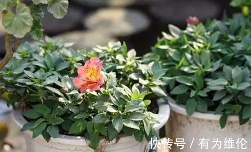 养花就用好花肥，2种宝贝，路边捡点，不花一分钱，养啥都旺盛！