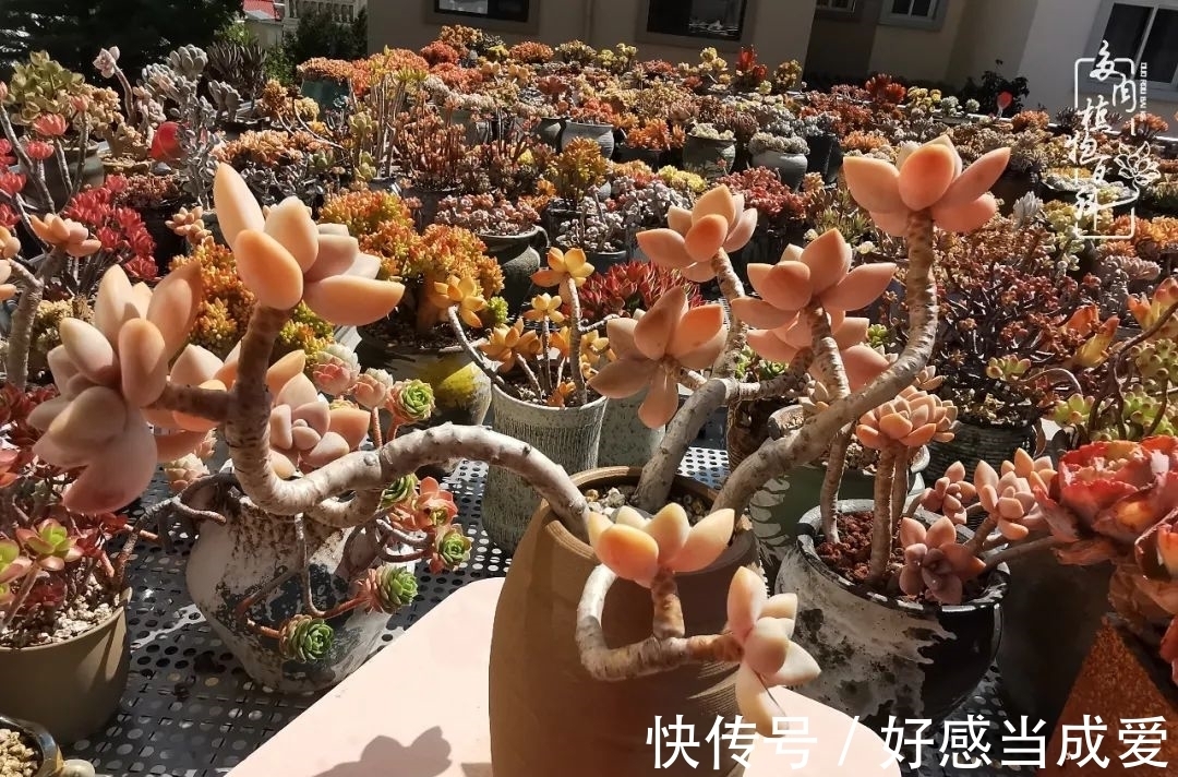 治愈之“肉”:愿所有的养肉人都被这些“胖子们”治愈