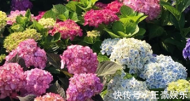 淋淋雨|7种花夏天爱淋雨,越淋长得越欢,多淋几次,肥料都省了