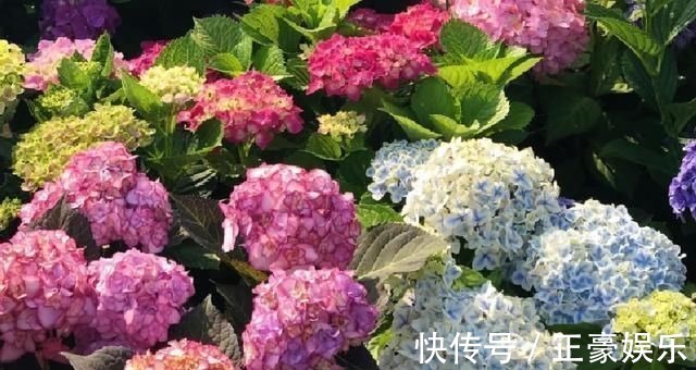 淋淋雨|7种花夏天爱淋雨，越淋长得越欢，多淋几次，肥料都省了