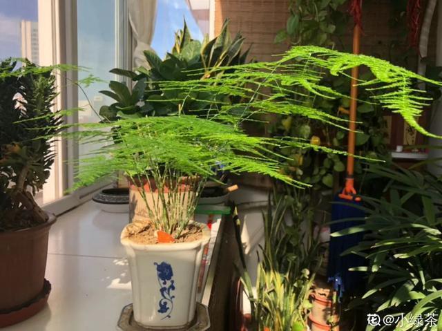 叶子|嫌花长的丑,趁现在砍头,满盆都是新叶子!