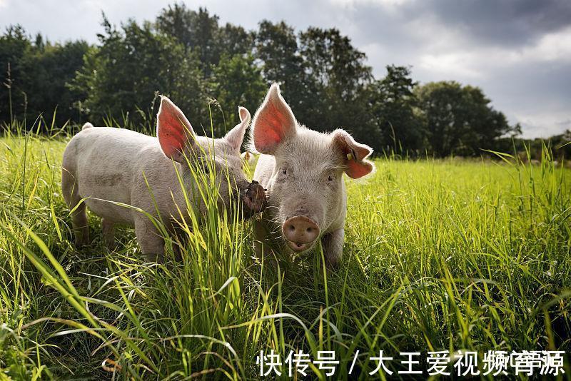 钱途|生肖猪9月下旬起钱途一片光明，就此财源滚滚而来，存款暴增