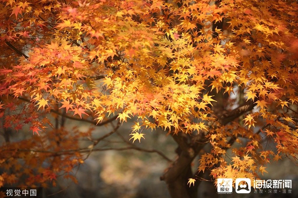 初冬|图看日照｜日照初冬景色如画