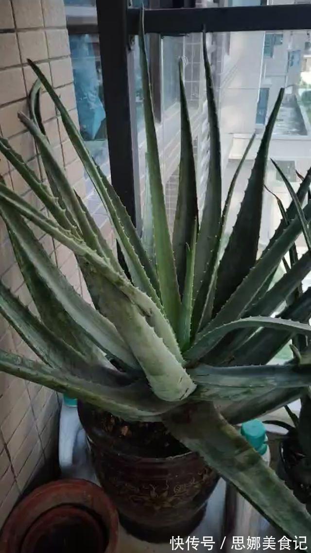 喜欢养花的女人,都应该养盆芦荟,美容养颜好处多