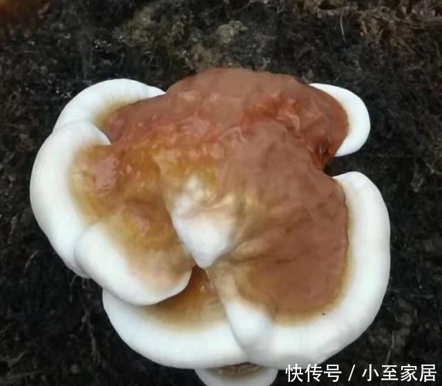 灵芝|自己种的灵芝能不能吃?入口的东西要慎重,莫馋嘴!