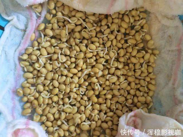  豆芽不用花钱买，用一个塑料袋就够了，一茬接一茬，安全靠谱