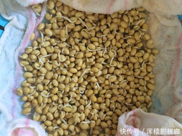 豆芽不用花钱买,用一个塑料袋就够了,一茬接一茬,安全靠谱