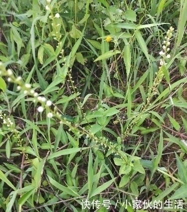 繁星点点|农村这种长满星星的野草，对小孩疳积非常好，可惜农药太多了